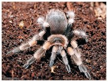 Brachypelma Smithi / ***