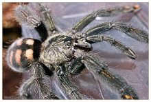 Psalmopoeus irminia / ***