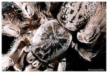 Heteroscodra maculata / Древесный паук птицеяд