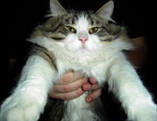 Не вернувшийся котяра Мартин / ***