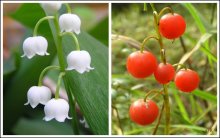 Жизнь ландыша / Ландыш майский, Convallaria majalis L. Снимки сделаны в Вологодской области, Кадуйском р-не, окр. д.п. Черкесихи. Цветы – 31 мая 2005, 20ч 12мин. Диафрагма 3,2; Выдержка 1/100 сек.; фокусное расстояние 11 мм; ISO 200. Плоды - 16 сентября 2006, 12ч 45мин. Диафрагма 5,6; Выдержка 1/125 сек.; фокусное расстояние 11 мм; ISO 200.