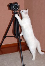 сам не умею мож кота научу? / кот Пузик