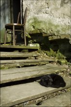черный кот, которому не везет... / ***