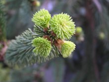 Очередная молодость / ***