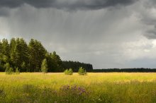 Грибной дождь / ***