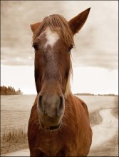 Мой рыжий конь / ... косит лиловым глазом (М. Боярский)
