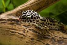 умывание геккона / model: Lucia
my Eublepharis macularius Leopard Gecko
