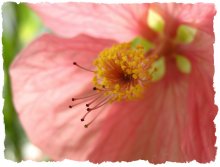 Pink flower / Абутилон