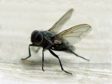 муха (brachycera) / макро