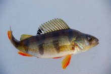 Попался / Зима, маленькое лесное озеро.