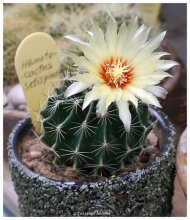Hamatocactus setispinus / ***