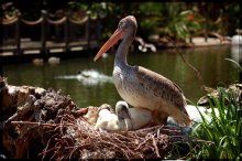 Серые пеликаны / Wild animal park. San Diego