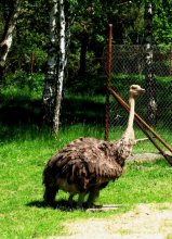 Страус собственной персоной / Оригинально всё-таки смотрится страус на ландшафтах Беларуси:)