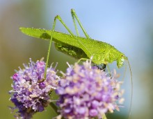 Phaneroptera falcata / Пластинокрыл обыкновенный