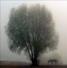 Лошадь и дерево / *****