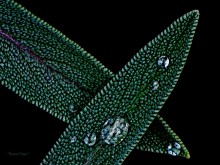 бриллианты / вода на листьях шалфея