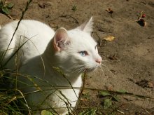 Кот по имени Кузя !!! / Это чисто белый кот. Его мы нашли на улице, когда только начинался появляться мороз. Так мама взяла к нам. И стал он жить у нас . Всё !!!