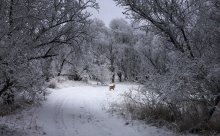 Прогулка / Зима лес