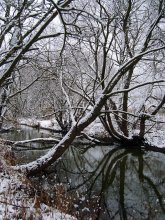 Снежные джунгли / Первый снег зимы