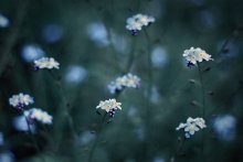 blue strokes of summer dream / forget-me-not