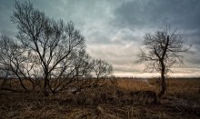 пейзаж в кустарнике / poka bez snega