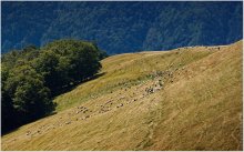 &nbsp; / Свидовецкий хребет, Карпаты
Стадо овец под звон колокольчиков, который слышно в радиусе многих сотен метров, пригнали на водопой.