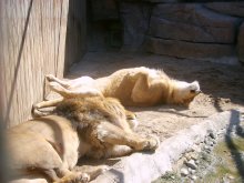 Львы отдыхают ... / Всё действие происходит в зоопарке.