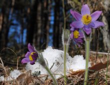 С Новым  годом! / Уважаемые коллеги! Желаю Всем везения, терпения, вдохновения и хорошего настроения! УДАЧИ во всем!!!!!!!!!!!!! Пусть у вас все сбудется!