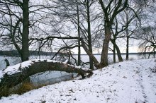 Из жизни деревьев-2 / _____________________*