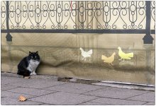Кот и голуби / Одесса
