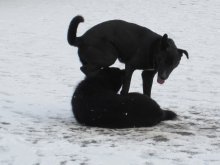 Чёрное на белом / Собаки на снегу