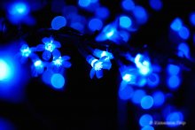 Ночные фонарики / Гирлянды на дереве