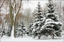 Нарисованная зима / Минск, Комсомольское озеро. Первый настоящий снег 2012 года.