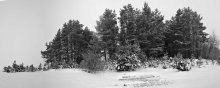 Панорама окраины леса / деревня Войтовка