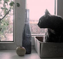 Натурморд / Натюрморт с котом