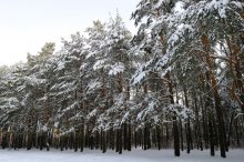 Пригородный лес / ***