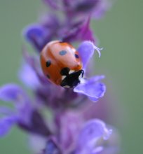 БОЖЬЯ КОРОВКА (Coccinellidae) / У детей божья коровка считается существом весьма доверчивым. В России, Англии и Дании существует игра — ребёнок ловит божью коровку и читает ей стишок:
Божья коровка, полети на небо,
Принеси мне хлеба.
Чёрного и белого,
Только не горелого.
Или
Божья коровка, полети на небо,
Там твои детки кушают конфетки,
Всем по одной,
А тебе ни одной. (Википедия)