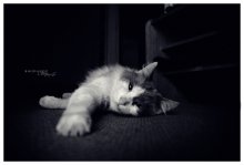 Настроение / Мой домашний питомец