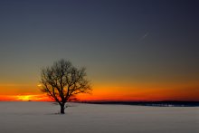 Мечты и корни / Про мысли в небе и судьбу в земле.