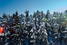 Зима и зайцы / Обычная фотография зимнего леса, испорченная аберрациями объектива.