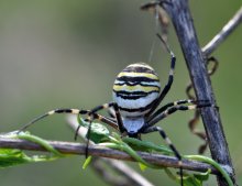 Аргиопа, паук-зебра (Argiope bruennichi) / Аргиопа (Argiope bruennichi), называемый также паук-зебра, принадлежит к классу паукообразных, или арахнид (Arachnida). Узнать его можно сразу по своеобразной желто-бело-черной полосатой окраске, которая предназначена для отпугивания врагов и за которую он и получил свое второе название — зебра. Хотя на самом деле паук больше похож на осу. У самки черно-желтое брюшко.