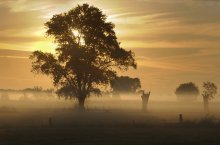 Golden morning. / A summer morning in my region.