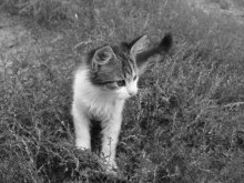 Маленький охотник / Котёнок на природе