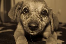 Бездомыш / один из спасенных