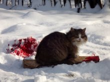 Кот убийца / 2012