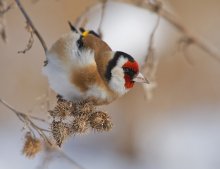 Птаха моєї мрії / Щиглик, Carduelis carduelis, Обыкновенный щегол
Знімаючи щигликів(вірніше щиглика(а ще вірніше щиглицю)) усвідомлював,що це великий успіх для меня- оскільки підібратися до них давно хотів і саме на
репяхах і ось ця година настала:)