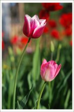 The Tulips / Название произошло от персидского слова toliban («тюрбан»), и дано это название цветку за сходство его бутонов с восточным головным убором, напоминавшим чалму.