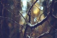 ветви / Серия фотографий зимнего леса