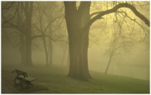 Walking in the fog. / Walking in the park in the fog.