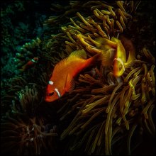 Золотая рыбка / Мальдивы